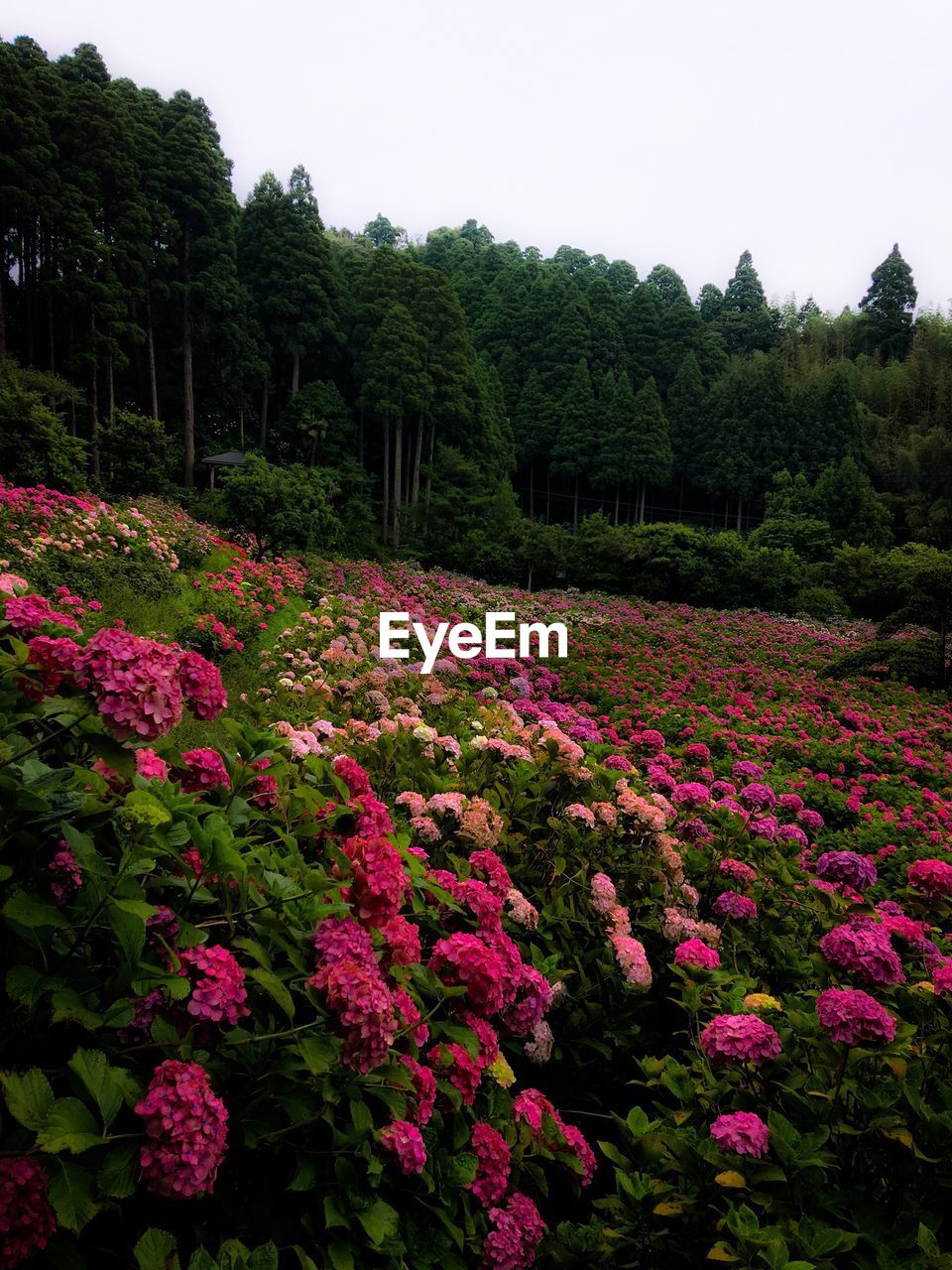 Pink flowering plants in garden