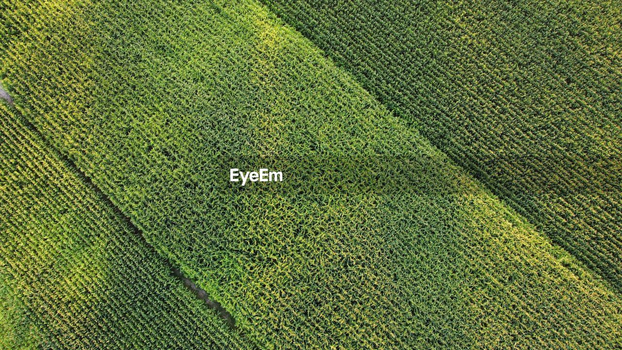 green, full frame, backgrounds, leaf, pattern, textured, no people, grass, agriculture, flooring, plant, high angle view, crop, yellow, field, textile, close-up, soil, day, nature, rural scene, farm, outdoors, lawn, environment, land, growth