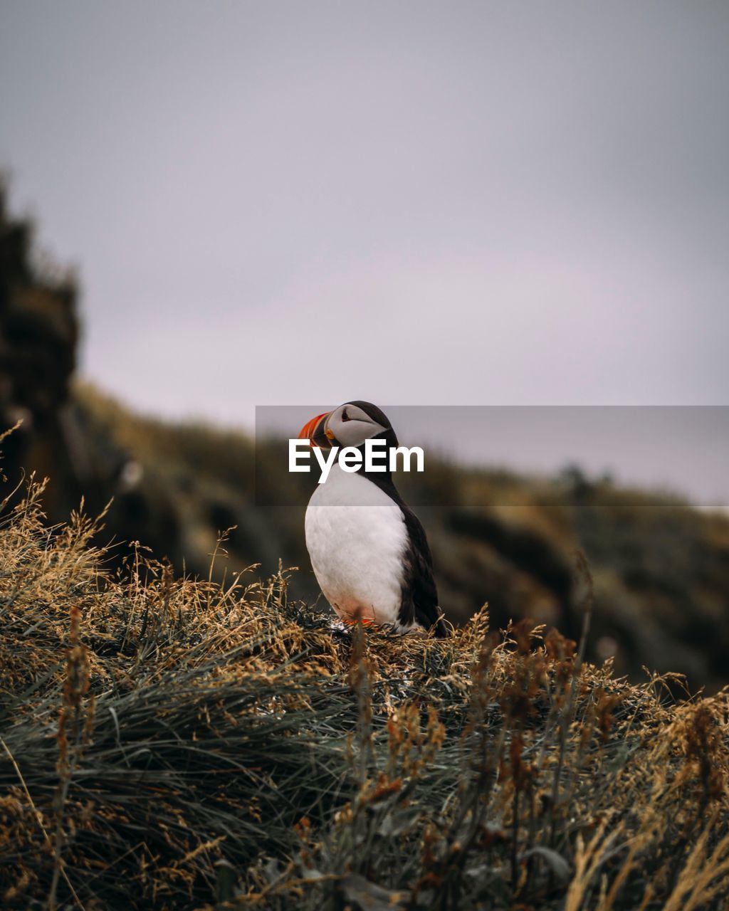 Close-up of puffin perching on grass against sky