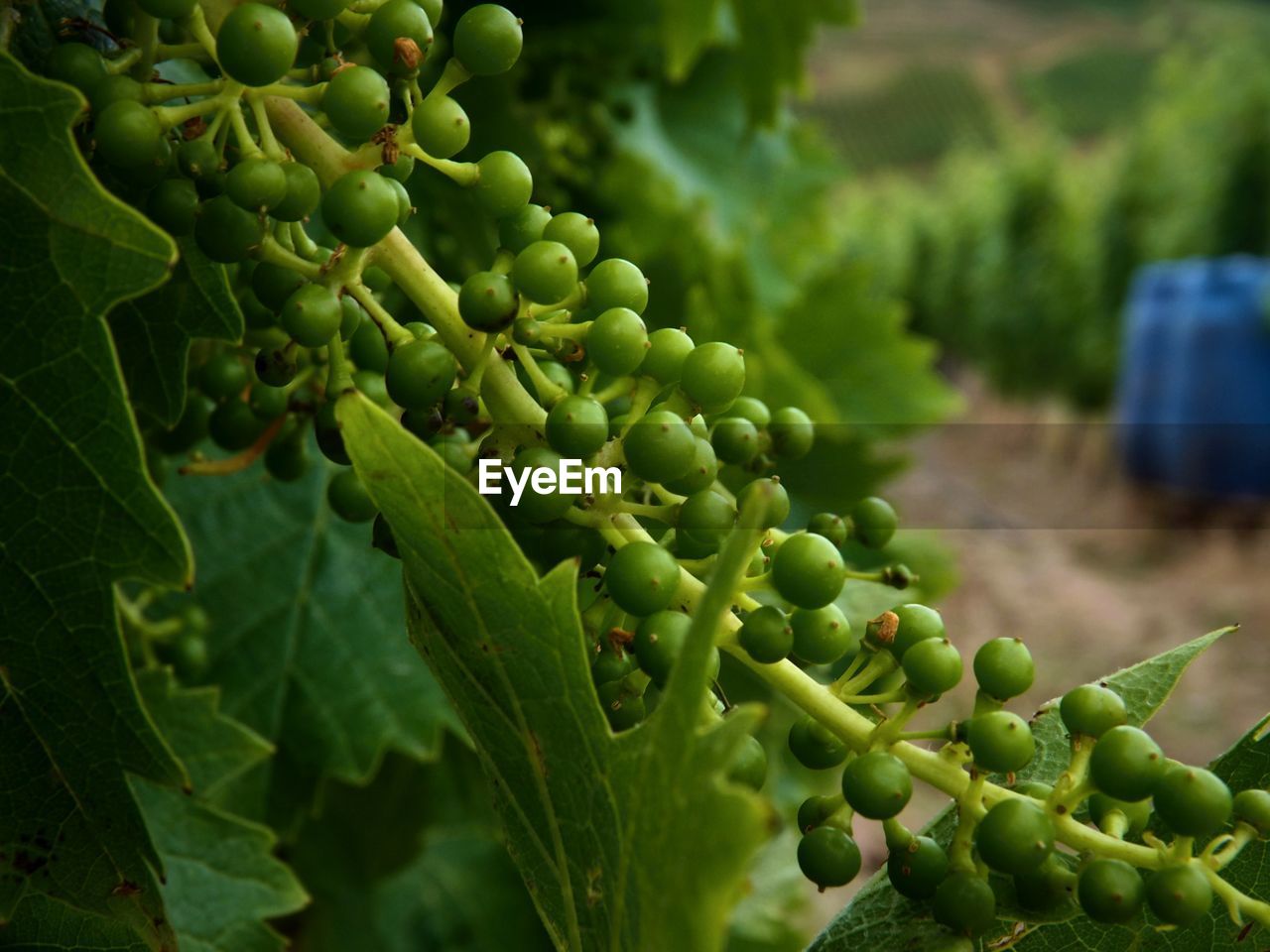 CLOSE-UP OF GRAPES ON PLANT