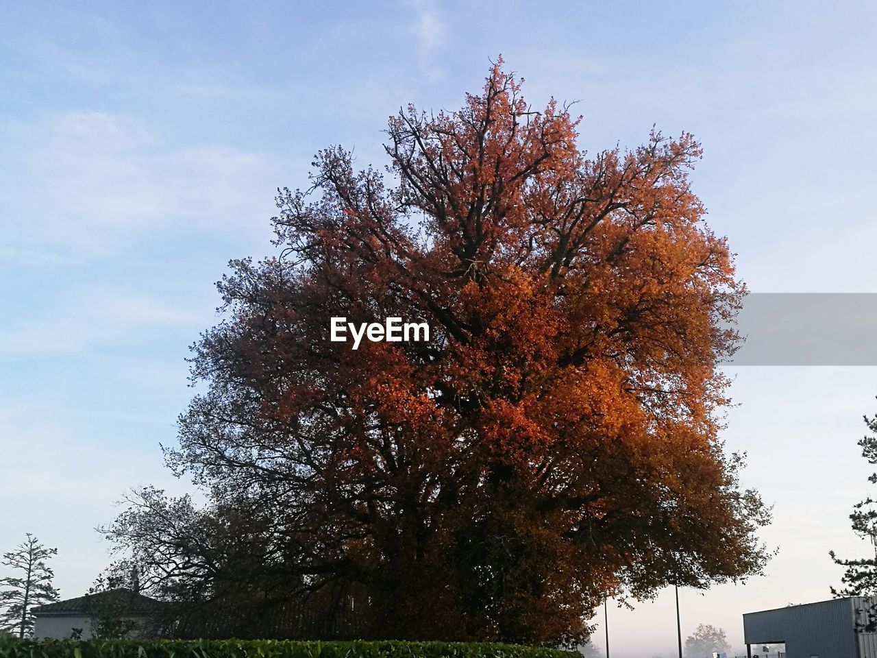 LOW ANGLE VIEW OF TREE