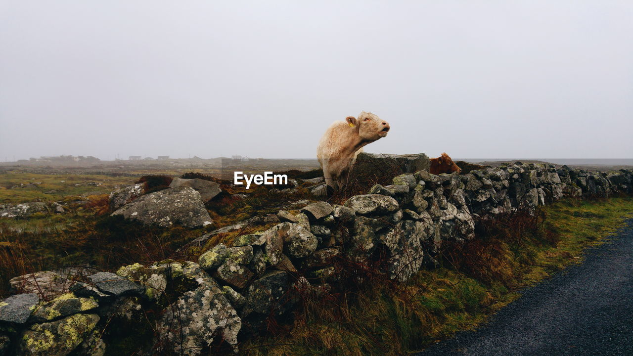 View of cow on rock against sky