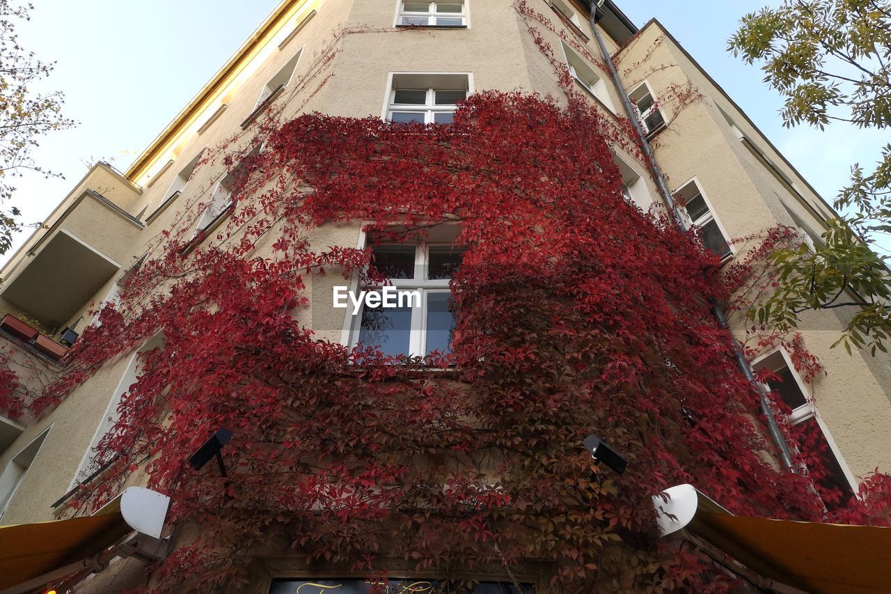 LOW ANGLE VIEW OF TREE AND BUILDING