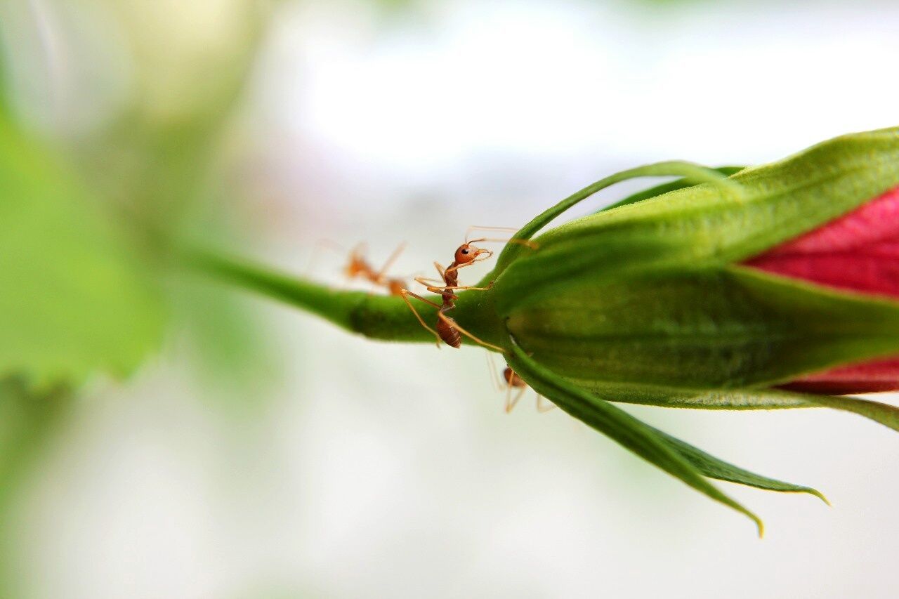 Close-up of ants on flower in forest