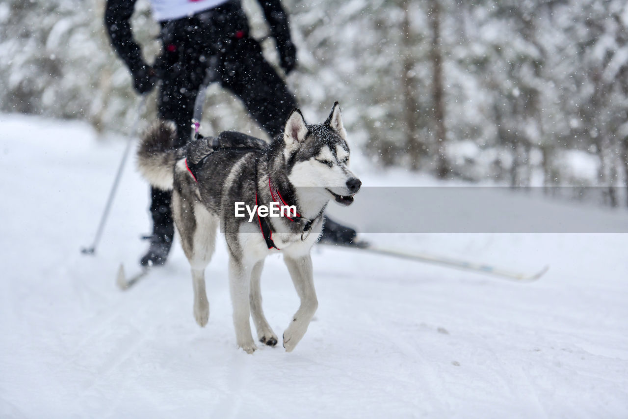 DOG RUNNING ON SNOW COVERED LANDSCAPE DURING WINTER