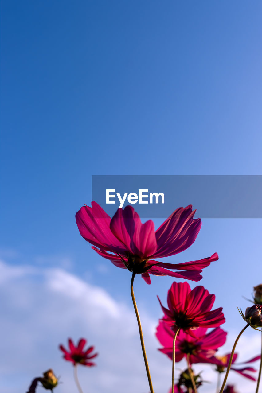 flower, flowering plant, plant, beauty in nature, freshness, sky, nature, blue, petal, pink, flower head, fragility, blossom, no people, inflorescence, close-up, red, copy space, growth, outdoors, garden cosmos, clear sky, vibrant color, cloud, macro photography, springtime, focus on foreground, day