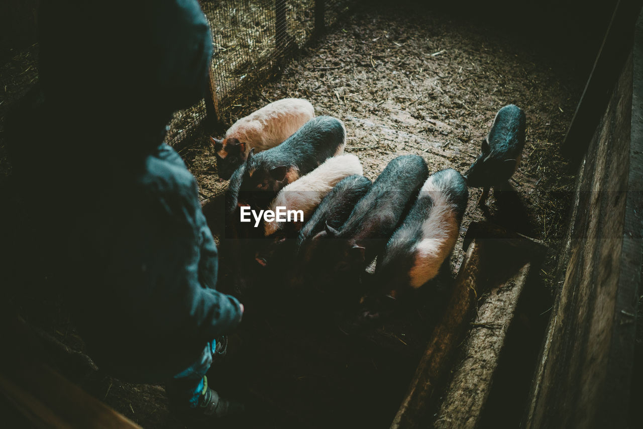 High angle view of person with piglets