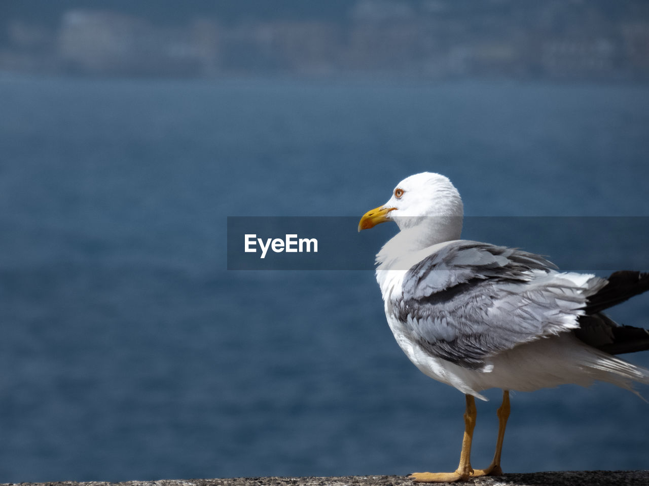 Close-up of seagull perching on a sea