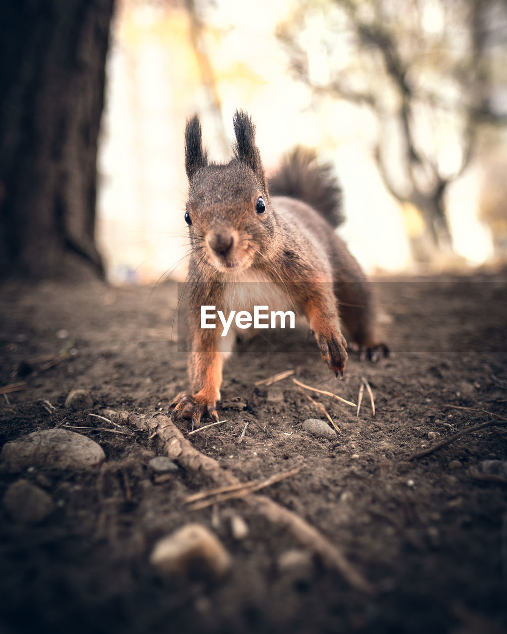 Close-up of squirrel on tree trunk