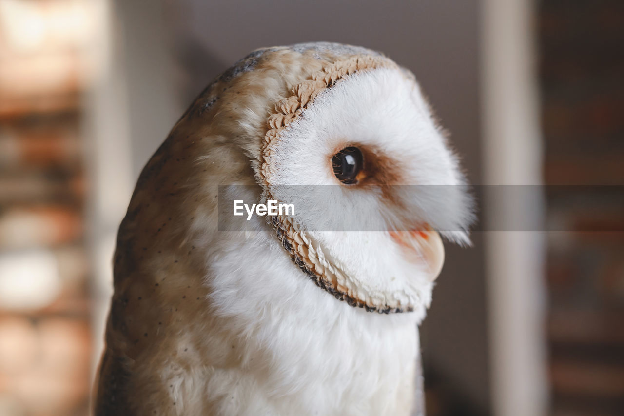 White owl close-up over the wall at home. closeup portrait of wild bird wisdom. education, clever