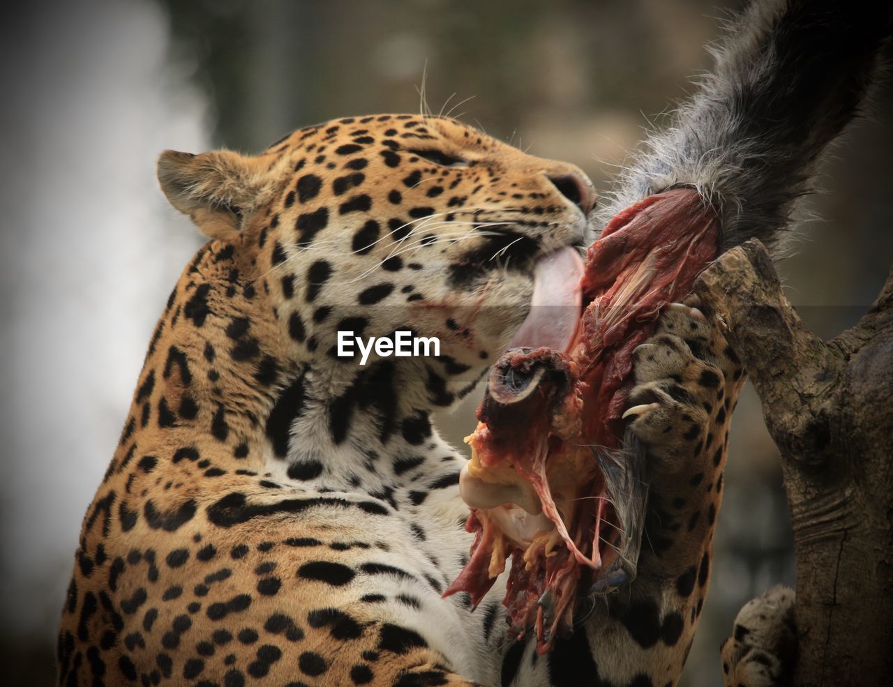 Close-up of jaguar eating prey from tree trunk