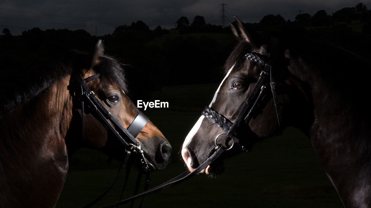 Horses standing face to face at night