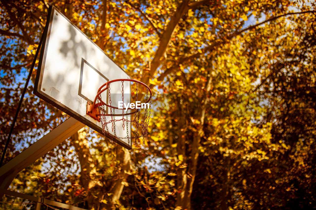 Low angle view of basketball hoop against trees during autumn