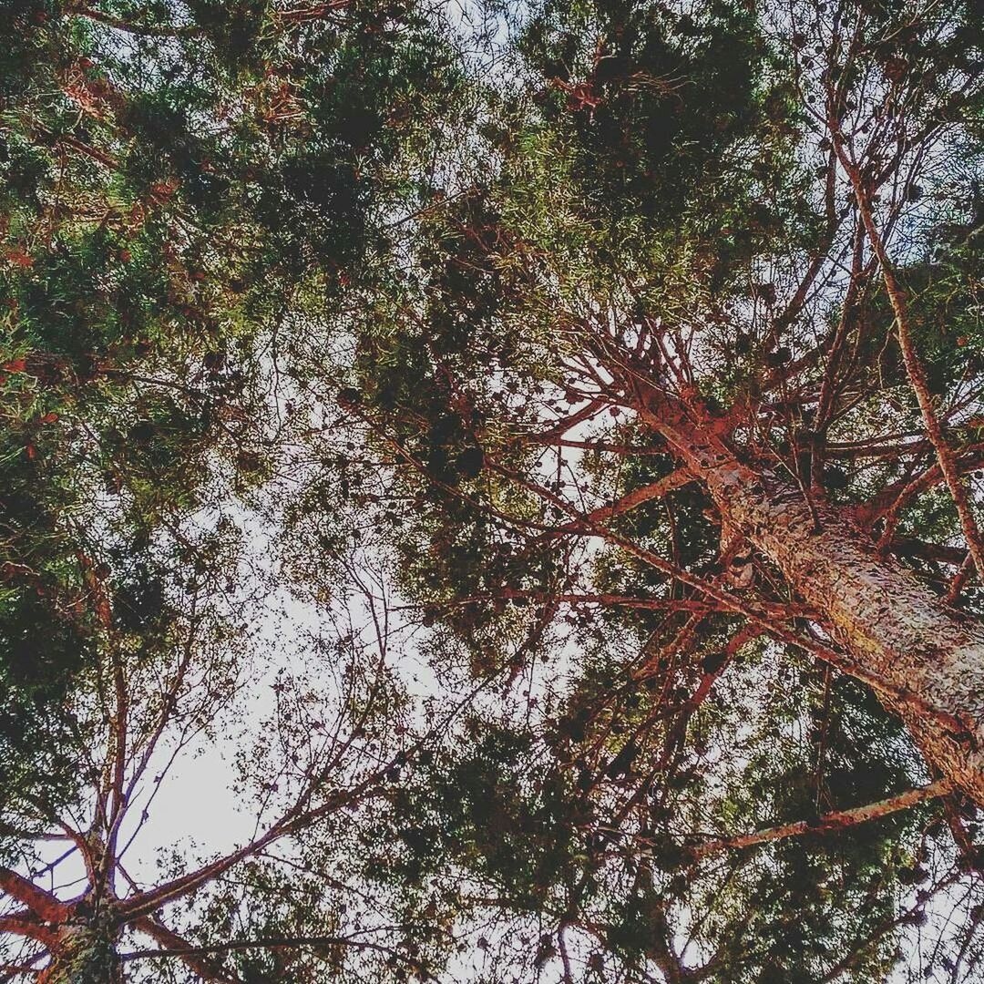 Low angle view of trees