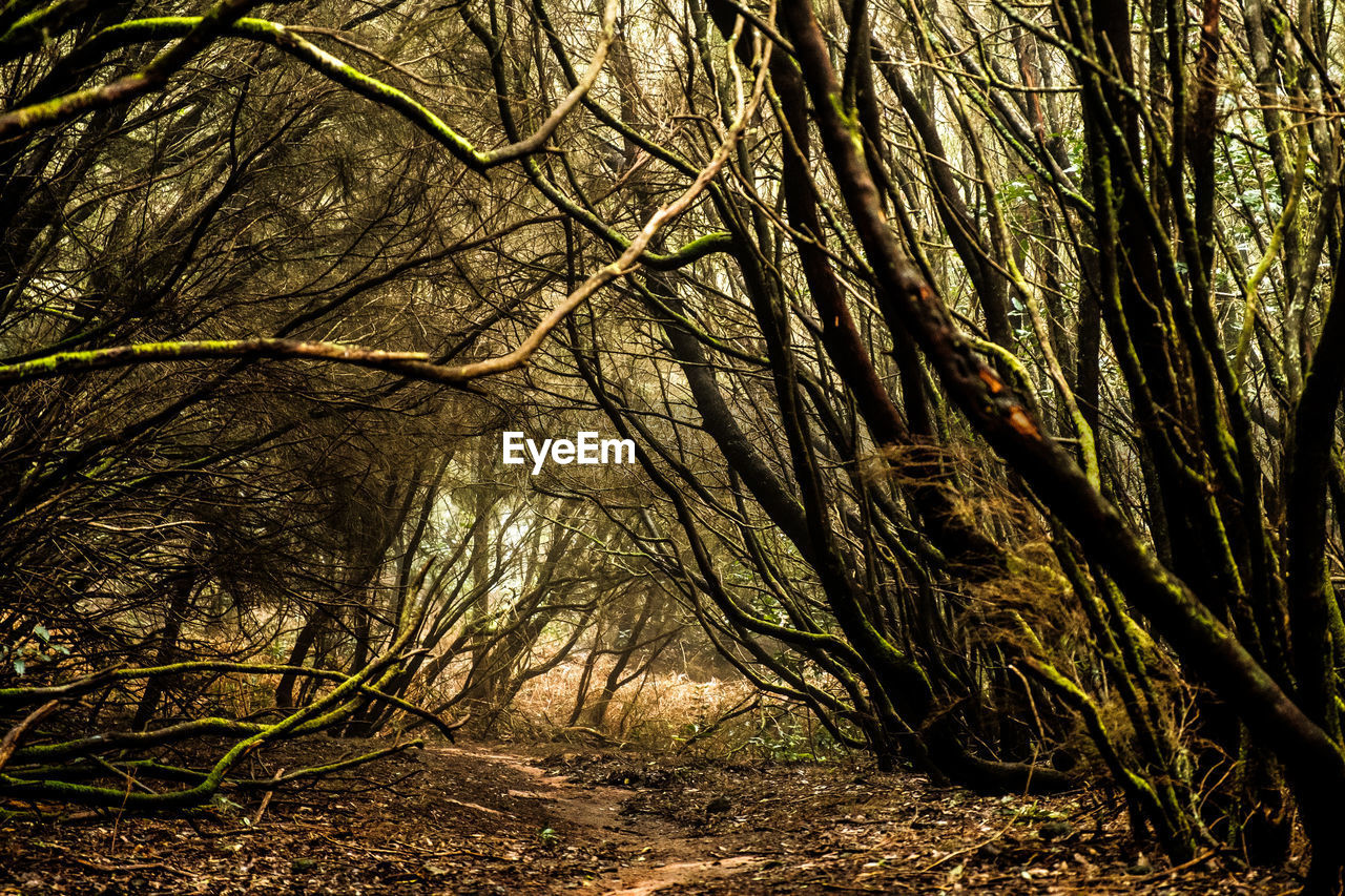 BARE TREES IN FOREST