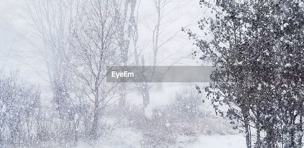 BARE TREES IN SNOW DURING WINTER SEASON