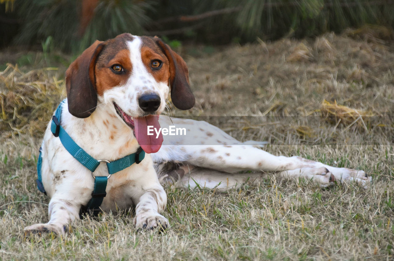 PORTRAIT OF DOG LYING ON FIELD