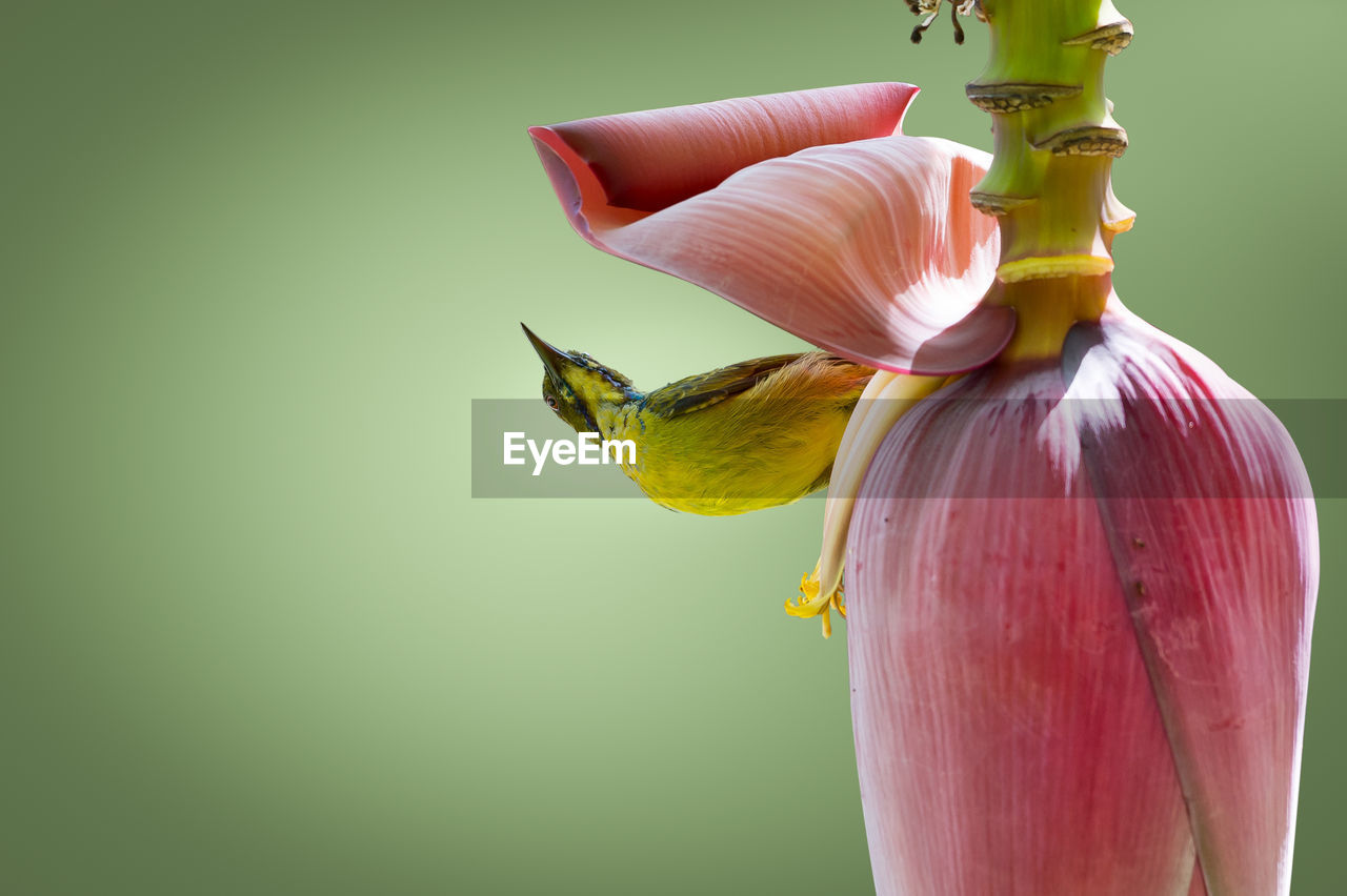 Close-up of sunbird on banana flower