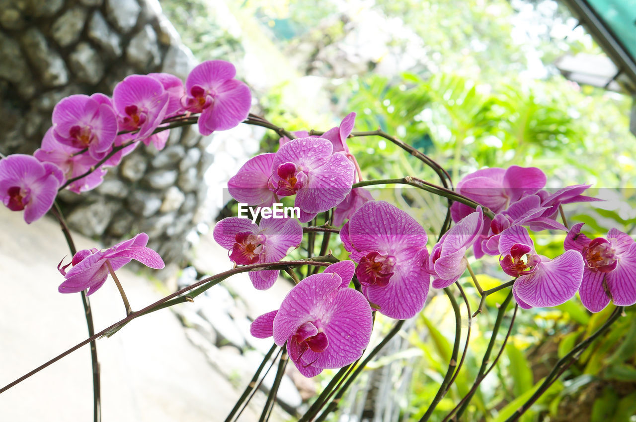 CLOSE-UP OF PINK FLOWERS ON TREE