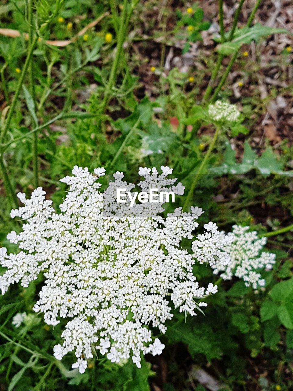 CLOSE-UP OF WHITE FLOWERS GROWING OUTDOORS