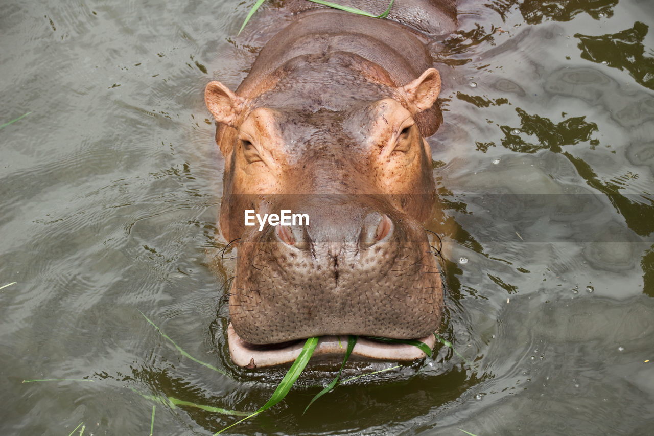 High angle view of hippopotamus swimming in lake