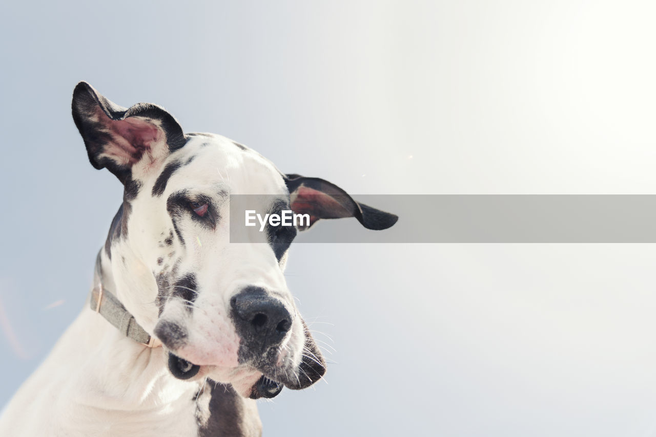Adorable face of harlequin great dane dog looking down with floppy ears on a sunny blue sky day.