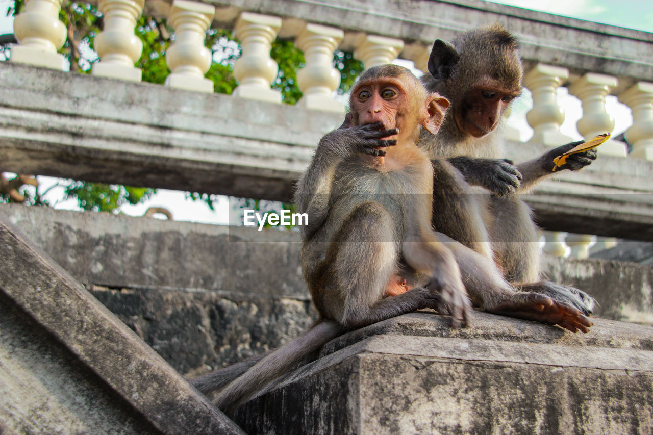 Low angle view of monkey sitting on railing in zoo