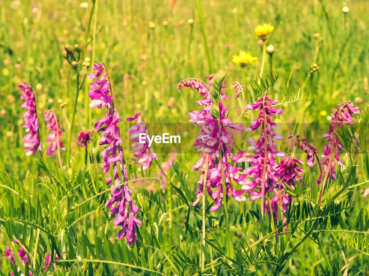 CLOSE-UP OF PINK FLOWERING PLANTS ON LAND