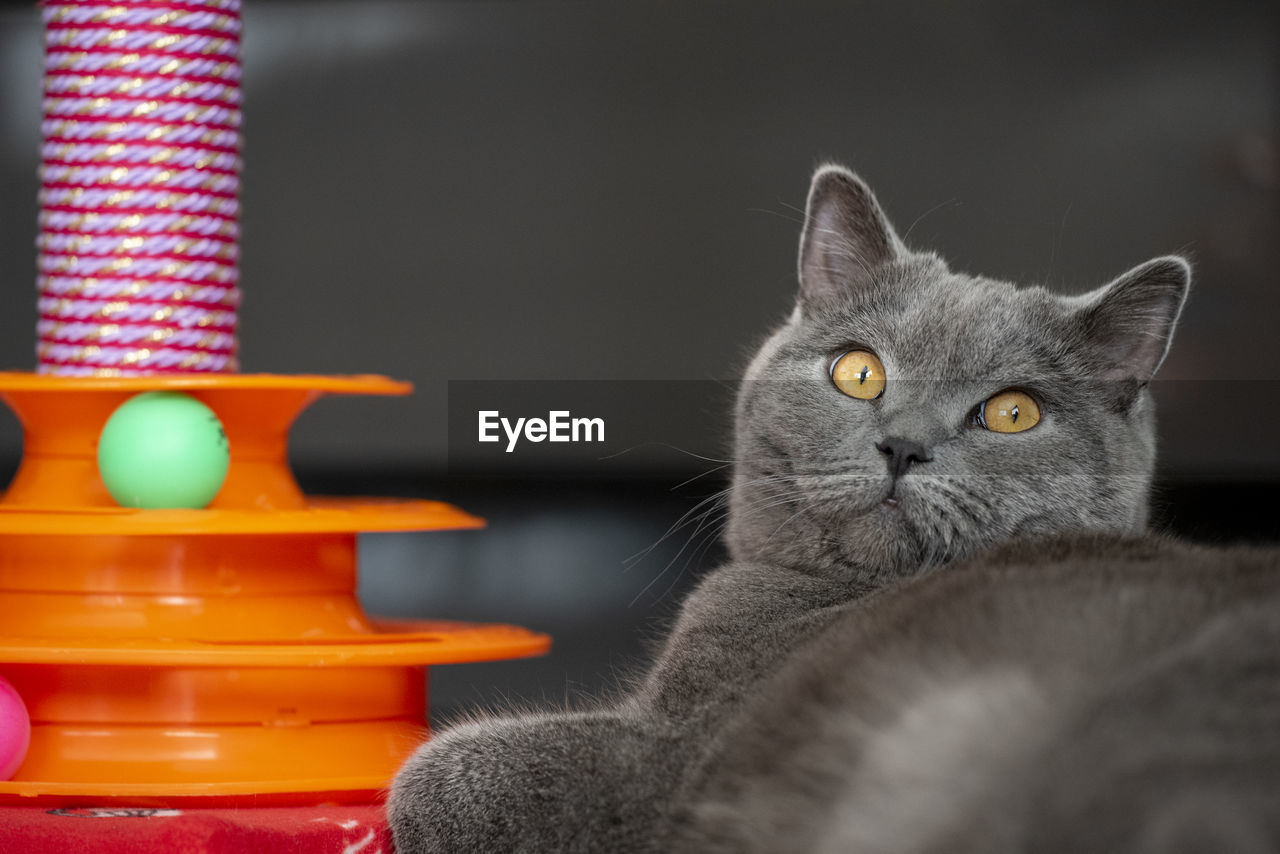 Close-up portrait of cat relaxing at home