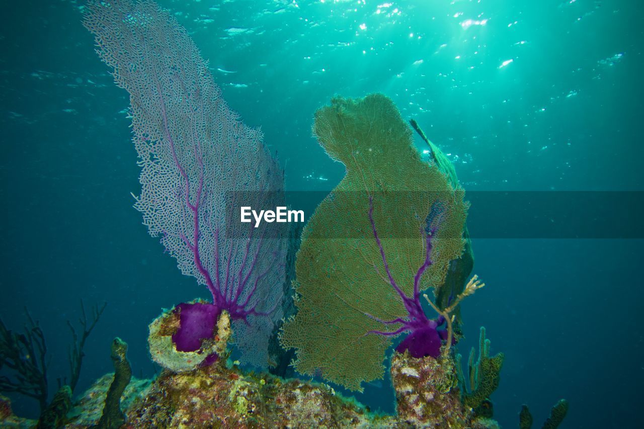 Two sea fans with brilliant purple trunks against turquoise sea with sunlight streaming behind.