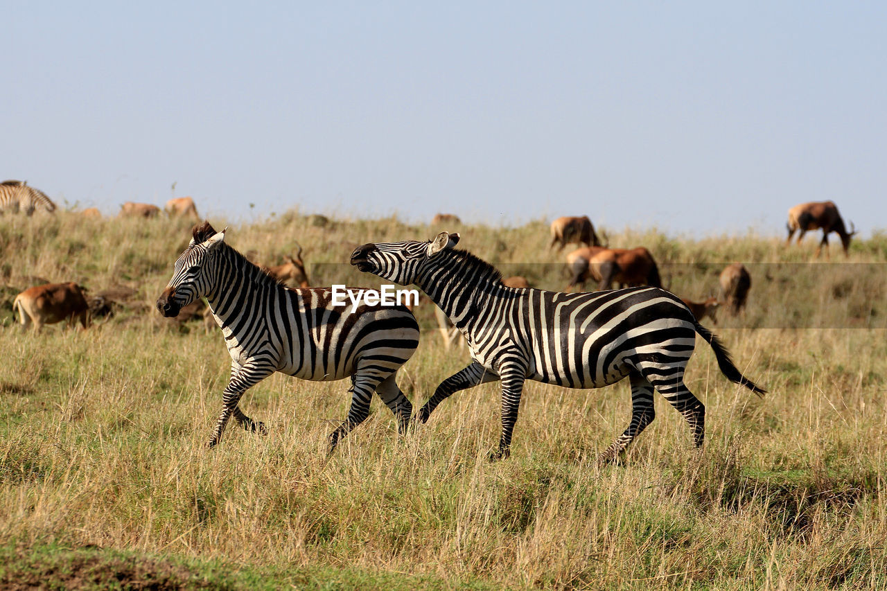 Zebras running on field