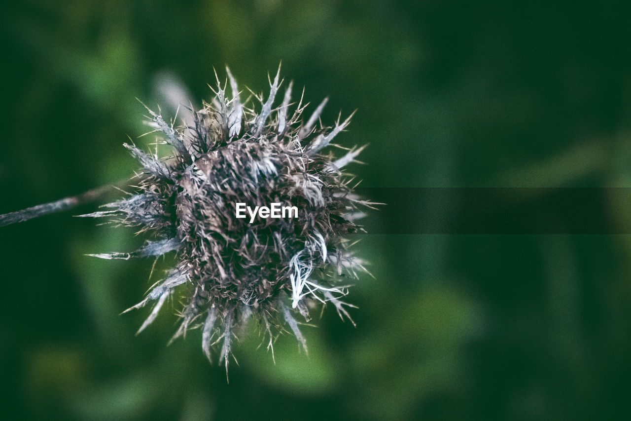 CLOSE-UP OF DRIED FLOWER