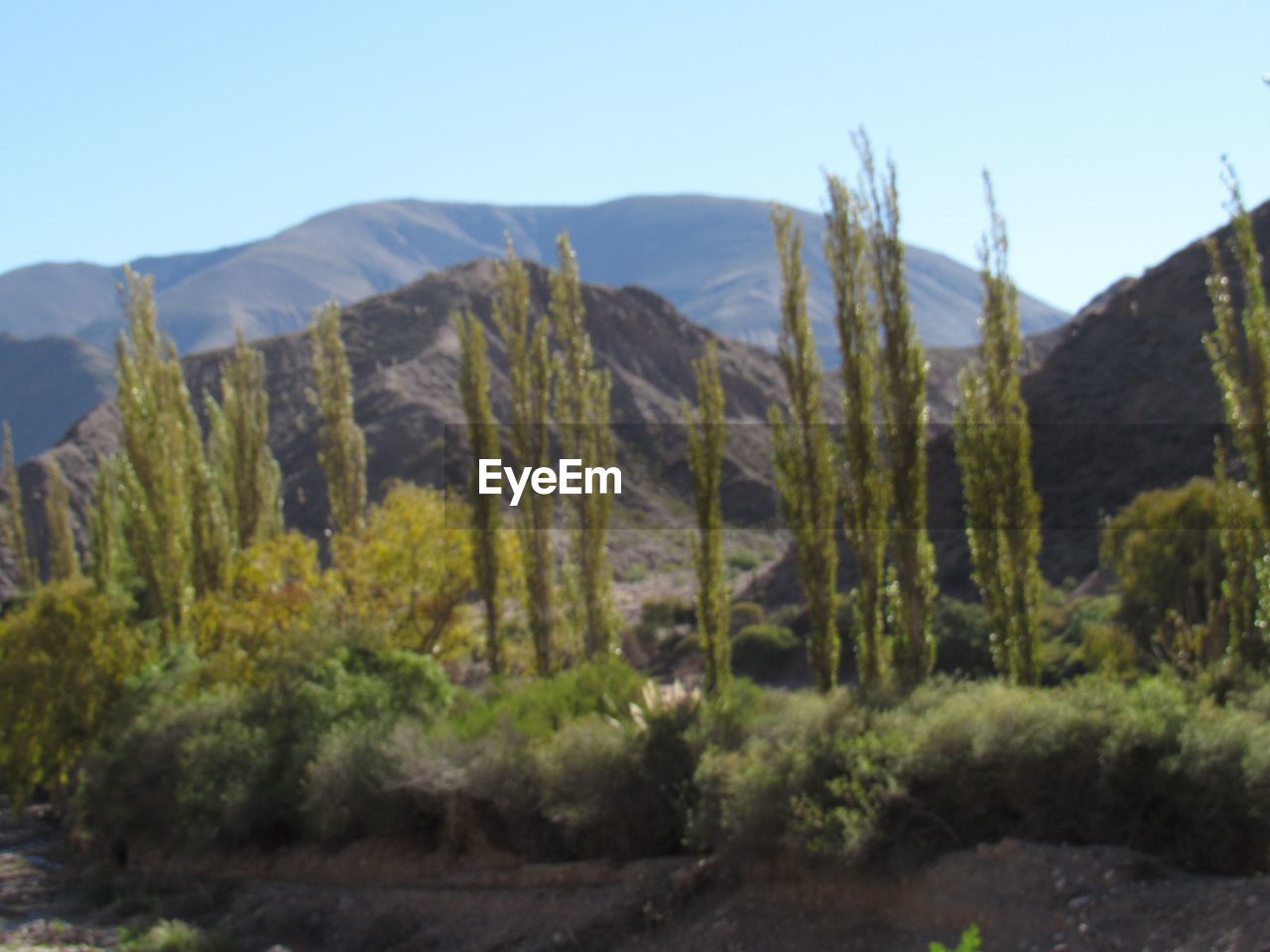 PANORAMIC SHOT OF TREES AND MOUNTAINS AGAINST SKY