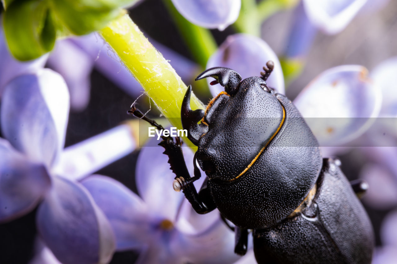CLOSE-UP OF INSECT ON FLOWERING PLANT