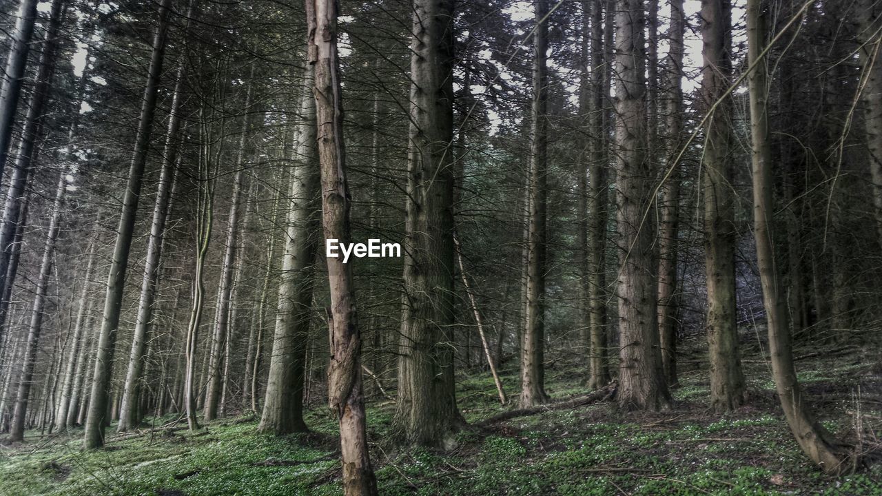 VIEW OF TREES IN FOREST