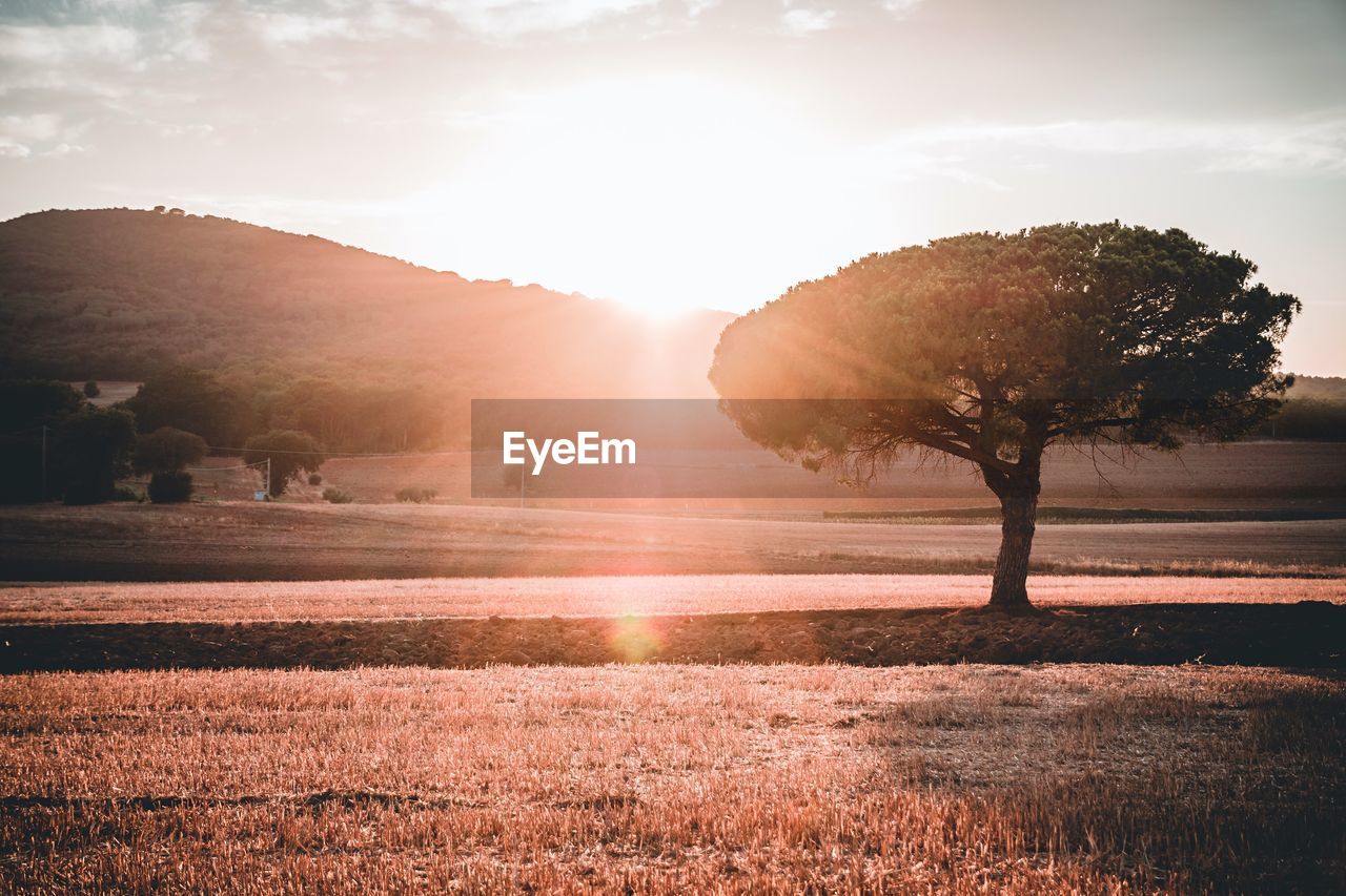 Trees on field against bright sun