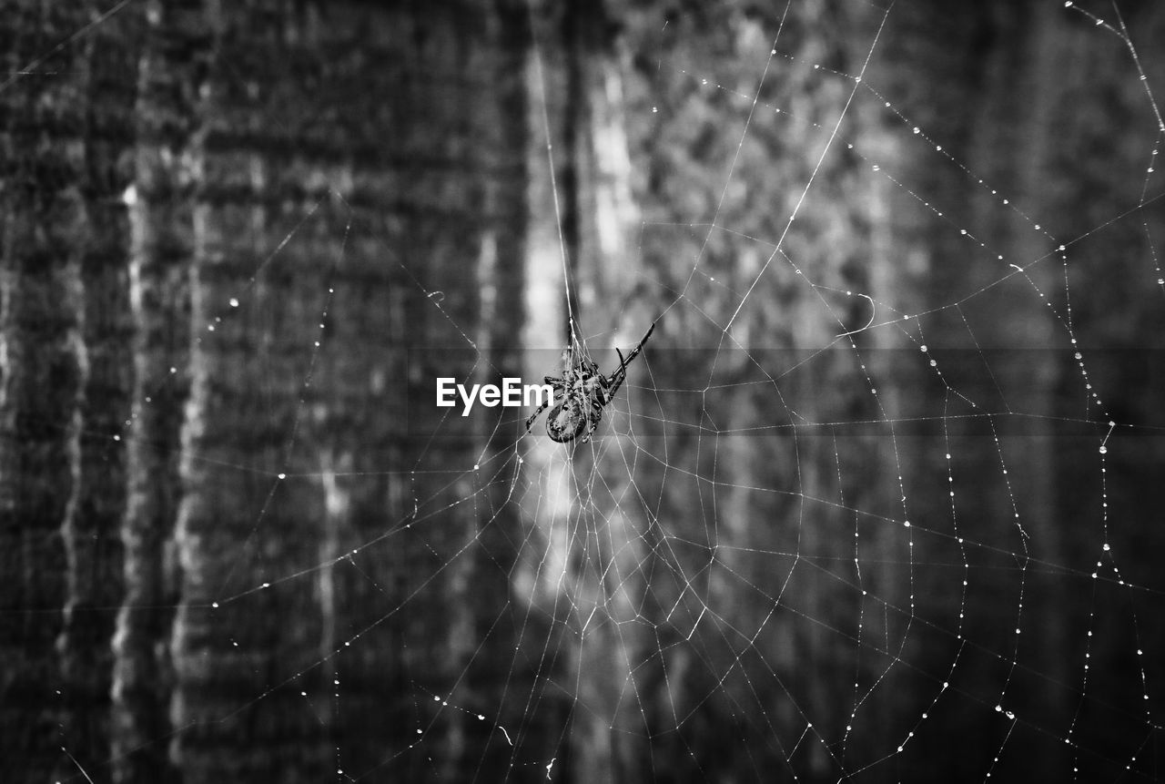 Close-up of spider and web against blurred background