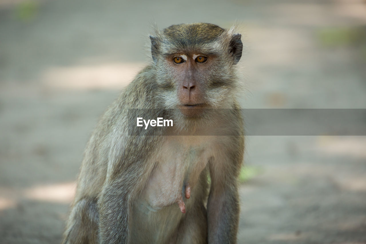 Close-up of baboon