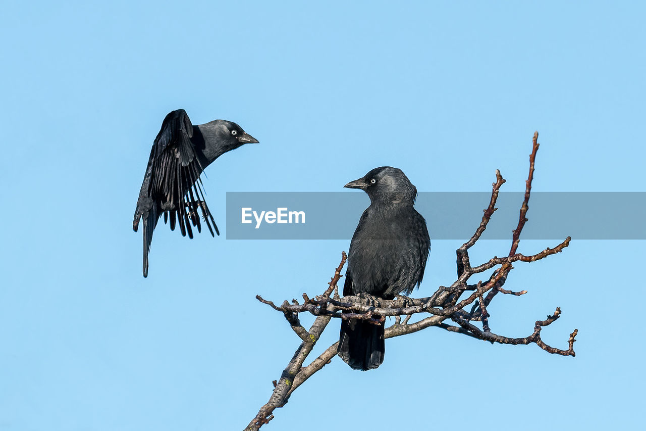 Two black jackdaws sit on a branch against a blue sky