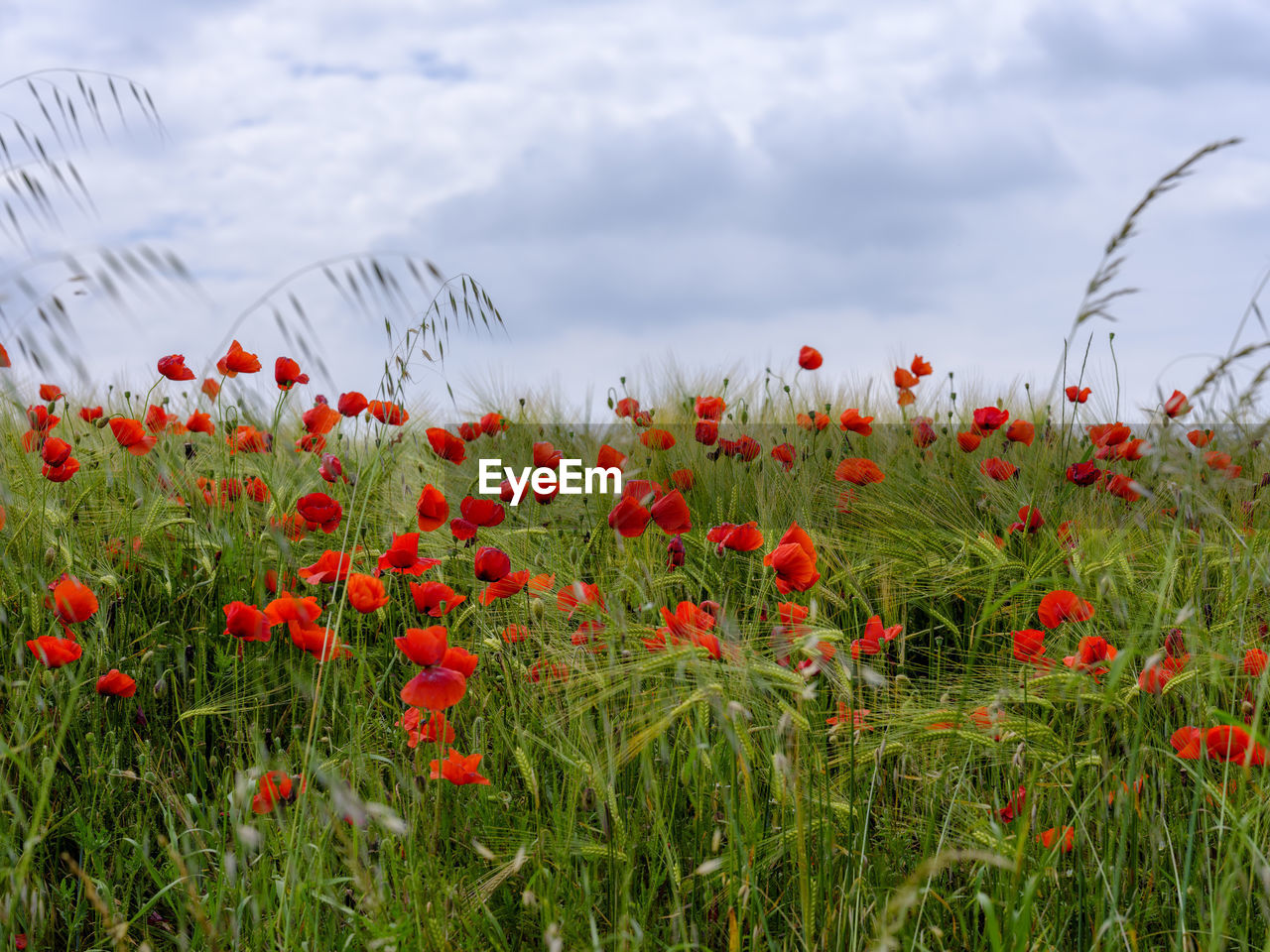 RED POPPIES ON FIELD AGAINST SKY