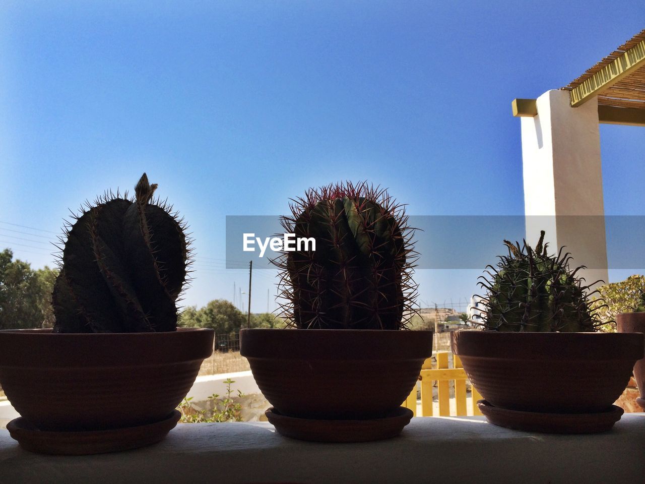 Cactus growing in pots on retaining wall against clear blue sky