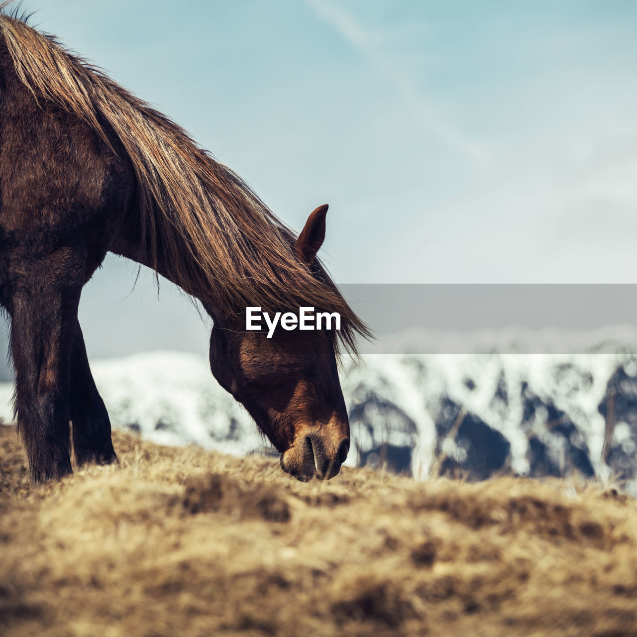 Side view of horse grazing on field against sky