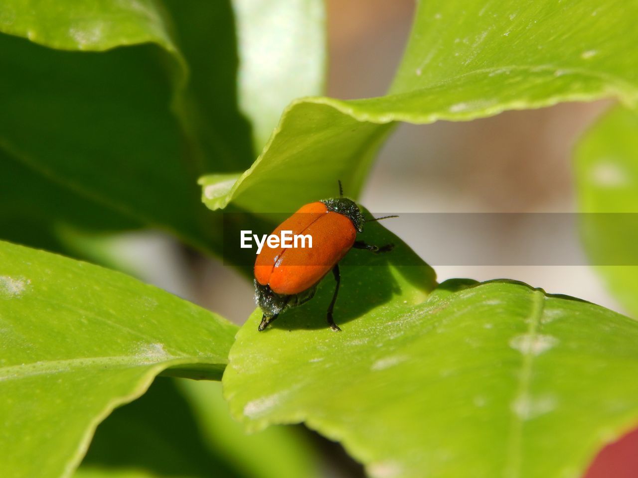 CLOSE-UP OF LADYBUG ON GREEN LEAF