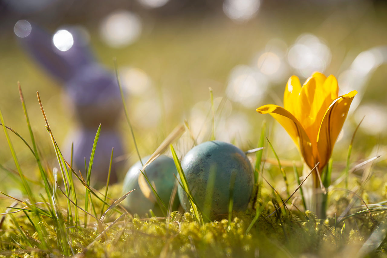 CLOSE-UP OF YELLOW CROCUS FLOWERS GROWING IN FIELD