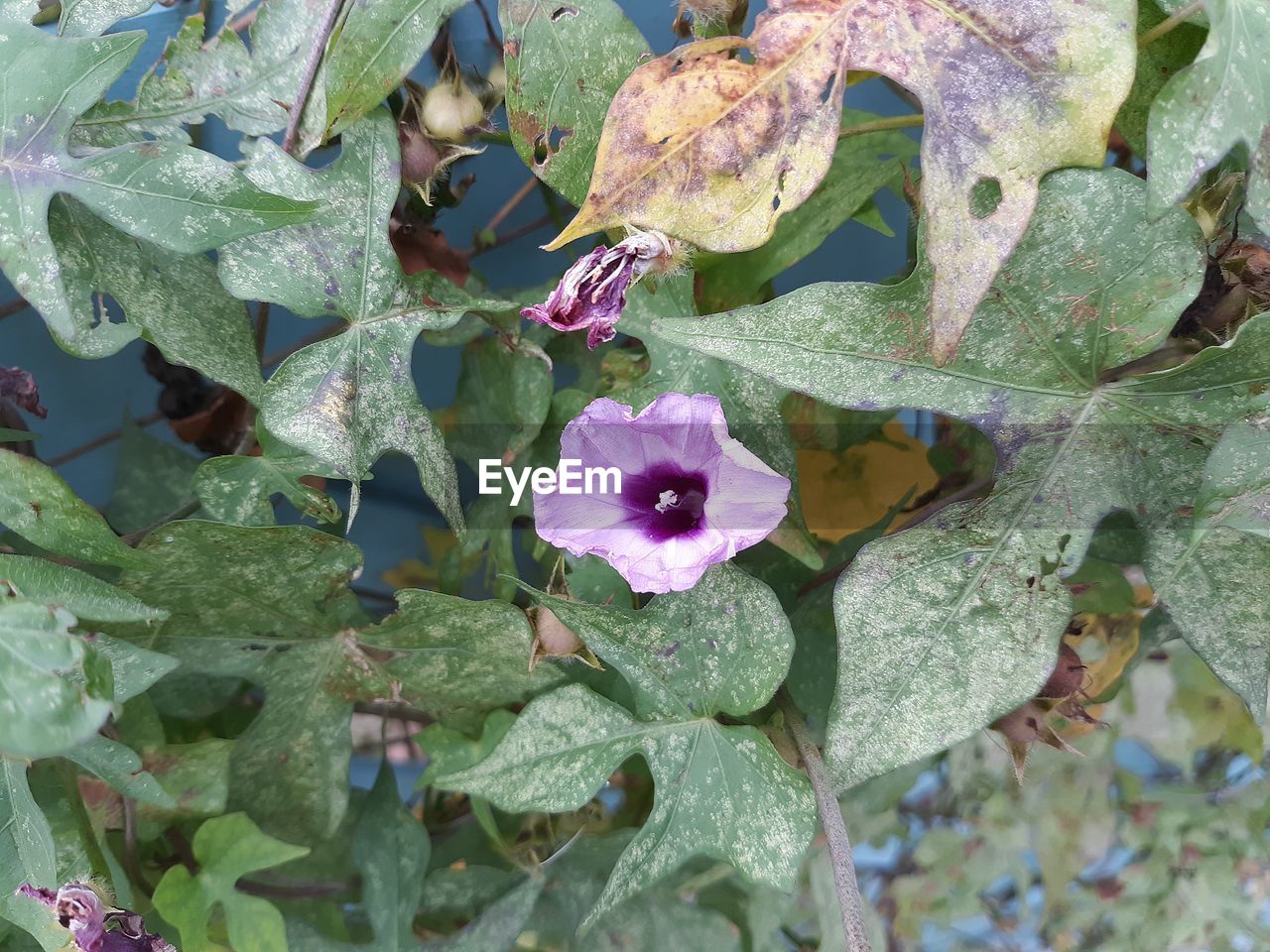 CLOSE-UP OF FLOWERING PLANT LEAVES