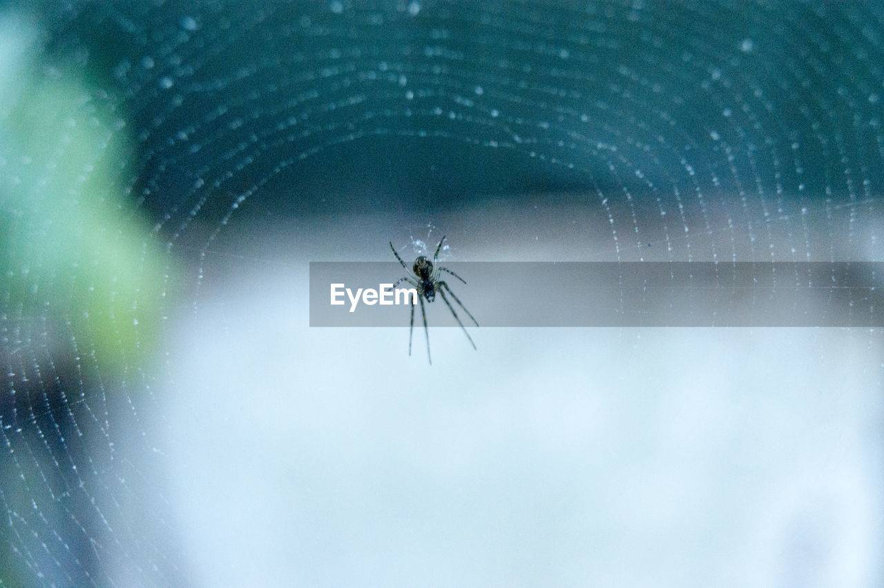 SPIDER ON WEB AGAINST BLURRED BACKGROUND