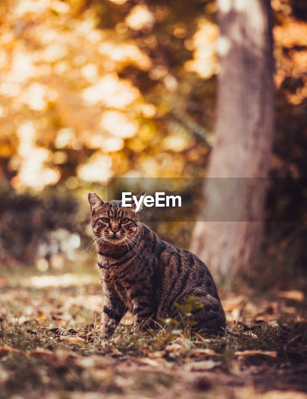 Cat looks at falling leaves during golden autumn