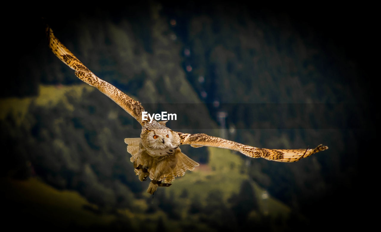 Close-up of an owl flying against blurred background