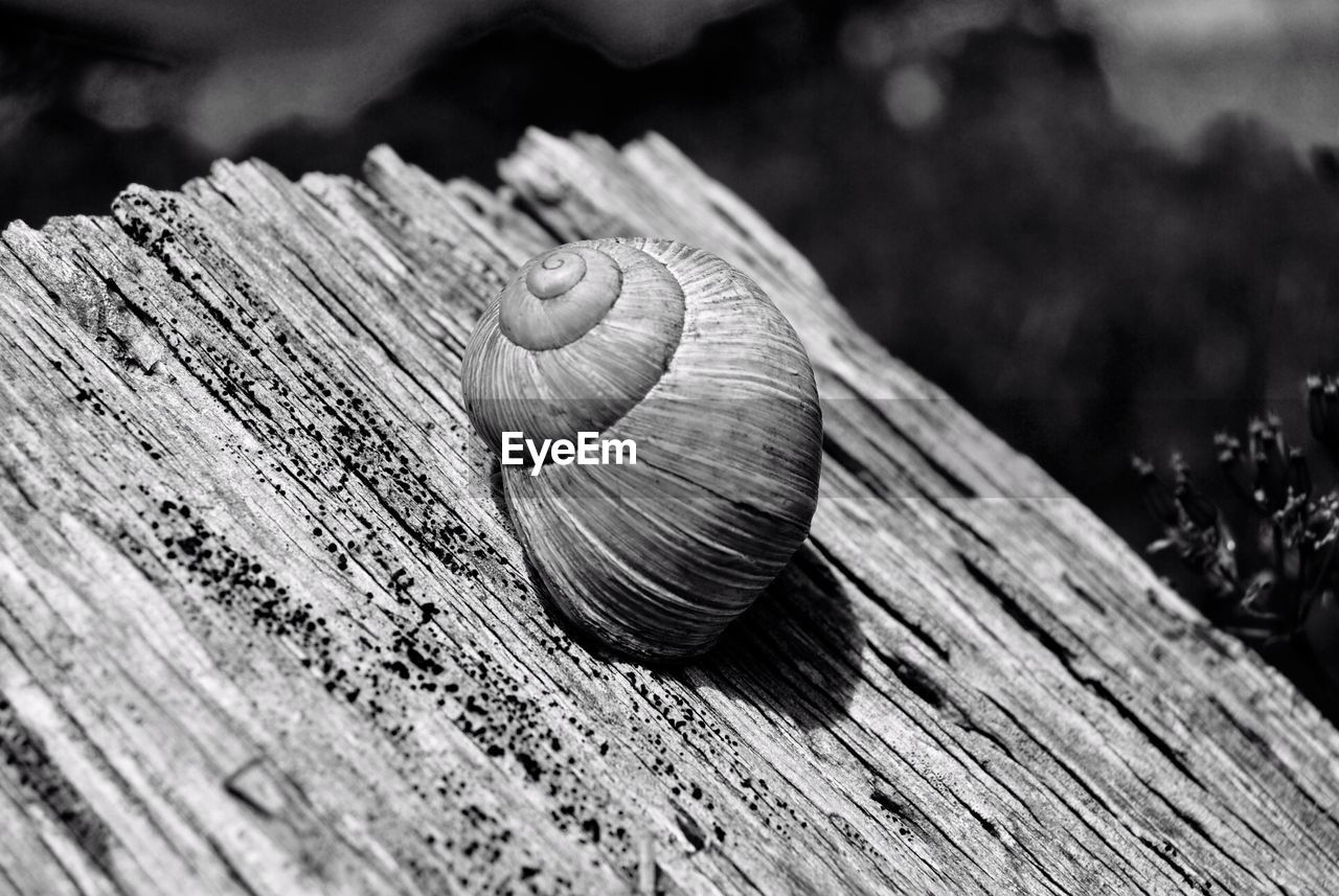 Close-up of snail on wood