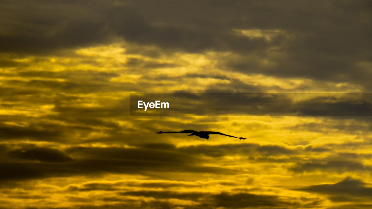 LOW ANGLE VIEW OF SILHOUETTE BIRDS FLYING AGAINST ORANGE SKY